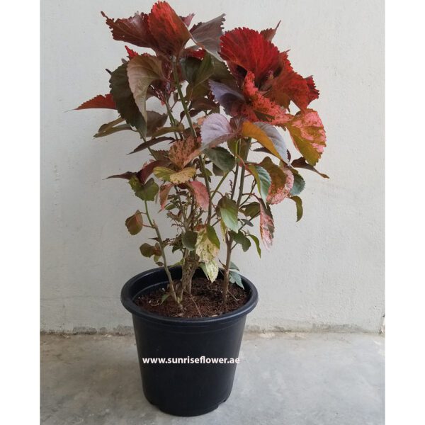 Acalypha Red - Red Copper Leaf