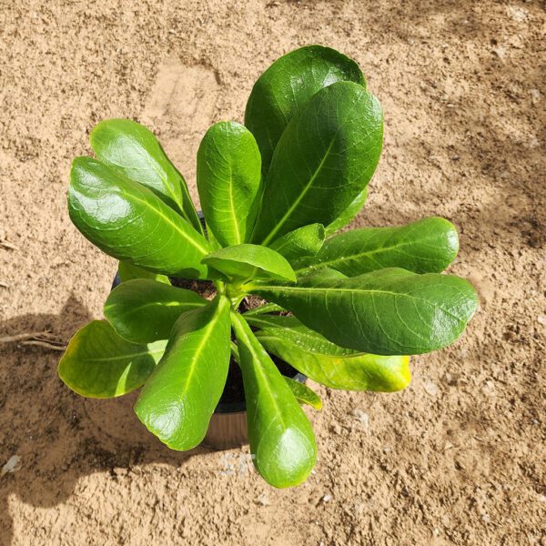 Outdoor - Scaevola Frutescent 30cm..