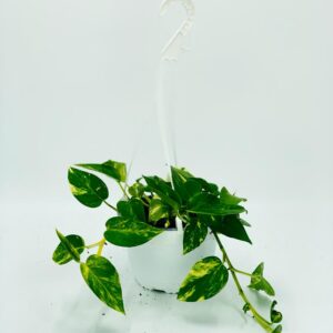 Indoor Plant | Money Plant Hanging