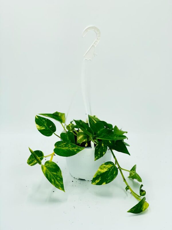Indoor Plant | Money Plant Hanging