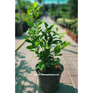 Jasminum Motia Sambac - Arabian Jasmine