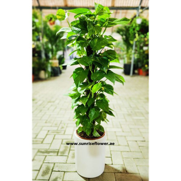 Potted Plant | Money Plant " Epipremnum " 70cm