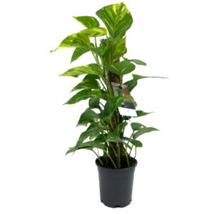 Potted Plant | Money Plant 60cm