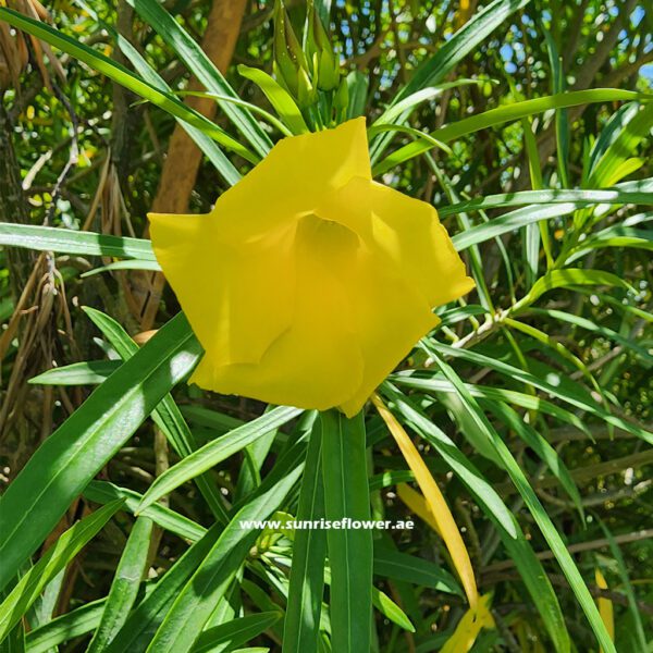 Thevetia Peruviana | Cascabela Thevetia 80cm - 100cm