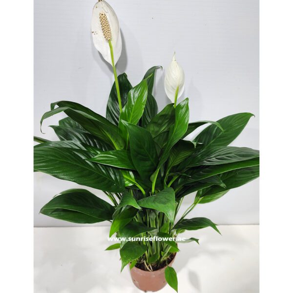 Spathiphyllum "Peace lily" Plant
