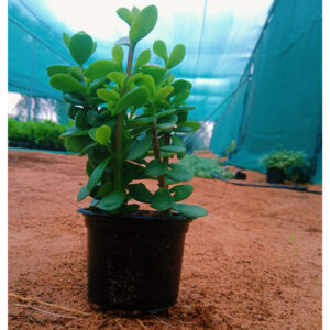 Crassula Plant Outdoor V9