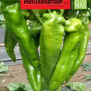Seeds Horn Shape Chilli by Agrimax
