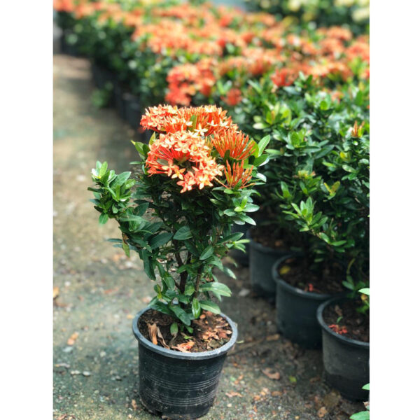 Ixora Chinensis | Out Door Plant
