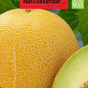 Seeds Melon | Agrimax
