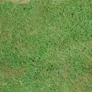 Natural Carpet Grass | Crown Grass | Paspalum