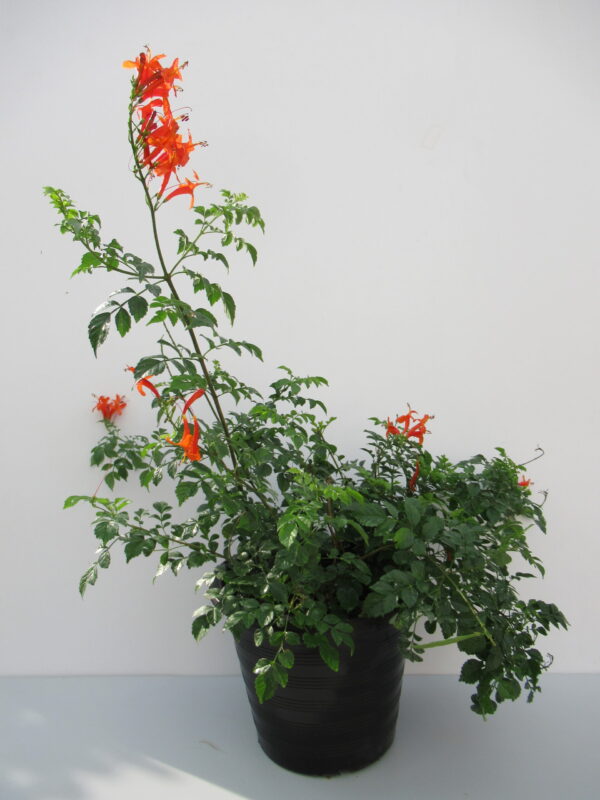 Outdoor Plant | Tecoma Capensis