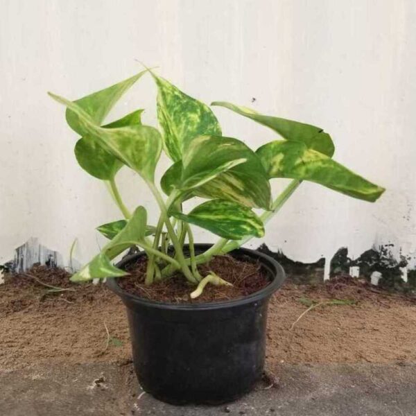 Indoor Plant | Money Plant Mini V9