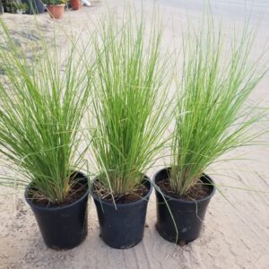 Pennisetum Green | Pennisetum Setaceum | Green Fountain Grass