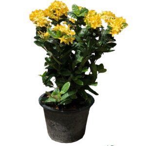 Ixora Chinensis Yellow