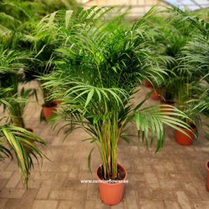 Areca Palm | Golden Cane Palm Dubai 110cm
