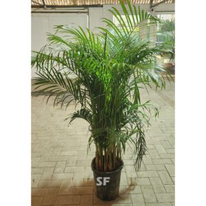 Areca Palm | Golden Cane Palm Dubai 140cm