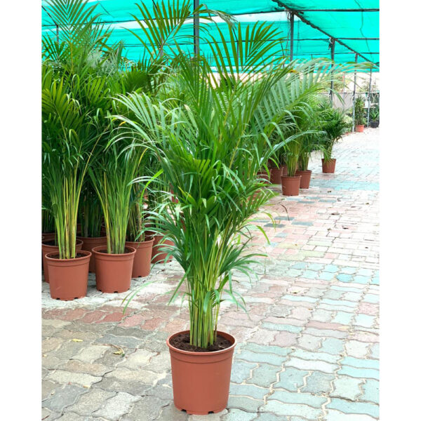 Areca Palm | Golden Cane Palm