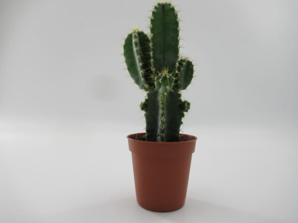 Peruvian Cactus | Indoor Mini Cacti