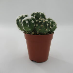 Mix Cactus | Indoor Mini Cactus
