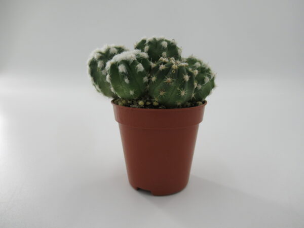 Mix Cactus | Indoor Mini Cactus