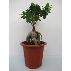 Ficus Bonsai 20cm to 25cm