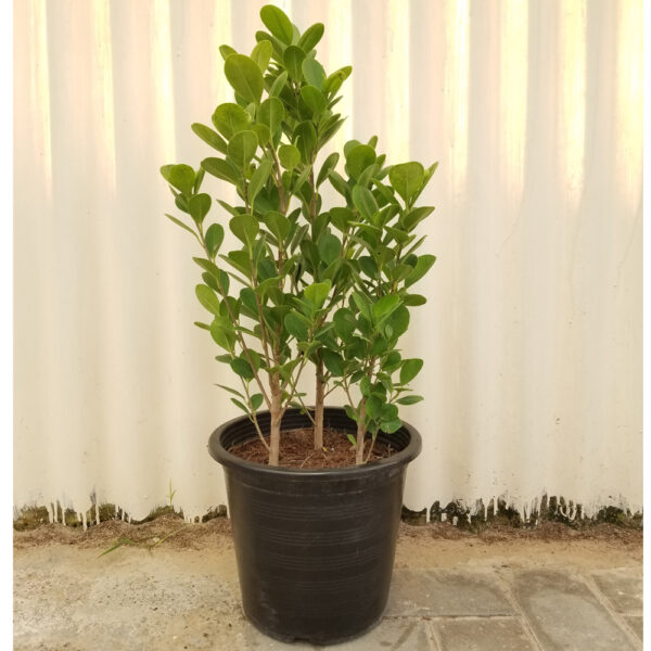 Ficus Panda 6L | OutDoor Plants
