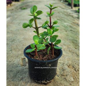 Crassula Plant Outdoor V9