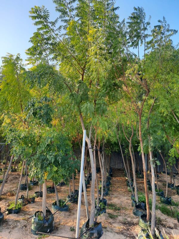 Neem Tree | Azadirachta indica outdoor tree