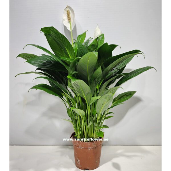 Spathiphyllum "Peace lily" Plant 50cm - 60cm