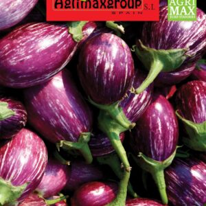Seeds Purple Eggplant | Agrimax