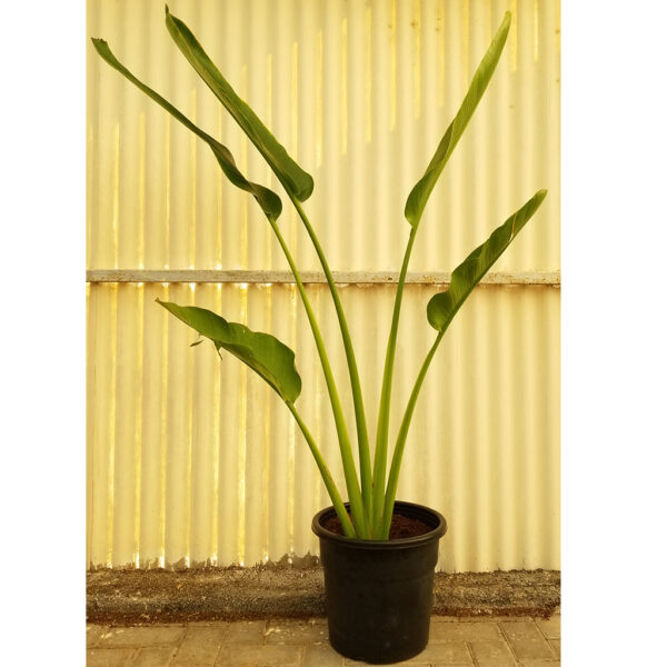 Outdoor plants | Ravenala Palm 140cm