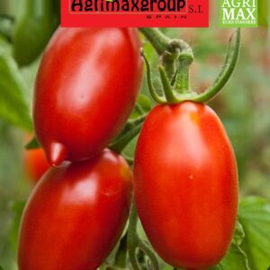 Seeds Roma Tomato | Agrimax