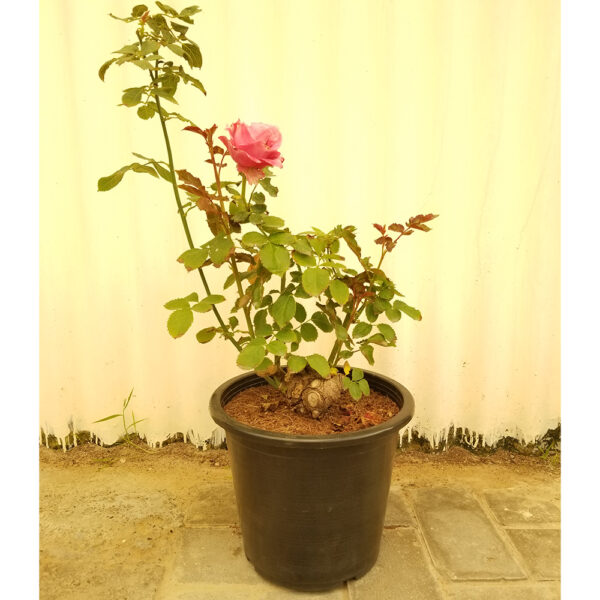 Outdoor | Rose 6L | Flowering plant