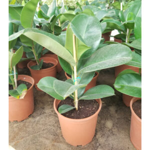 Ficus Elastica | Rubber Plant