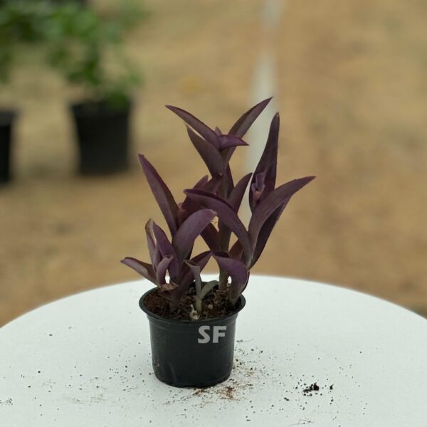 Purple Heart plant - Setcreasea purpurea