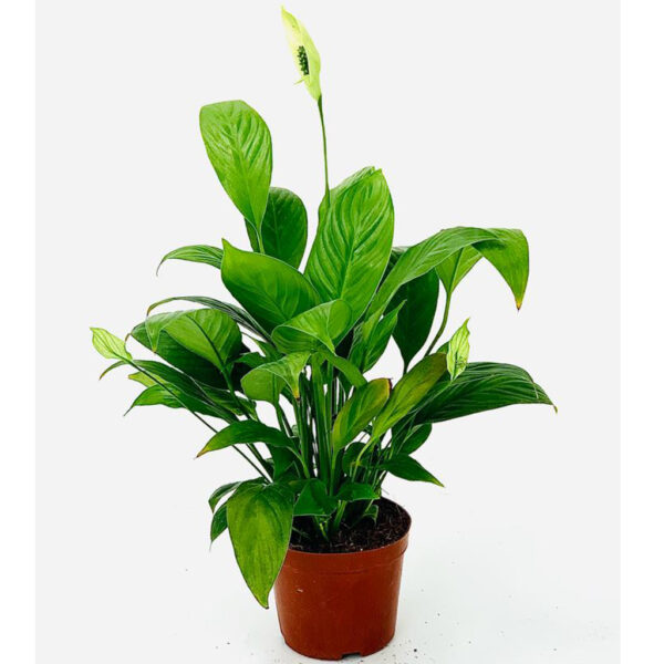Spathiphyllum "Peace lily" Plant
