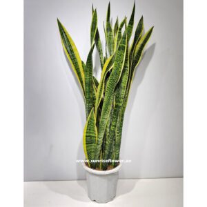 Dracaena Trifasciata | Snake Plant 80cm - 90cm