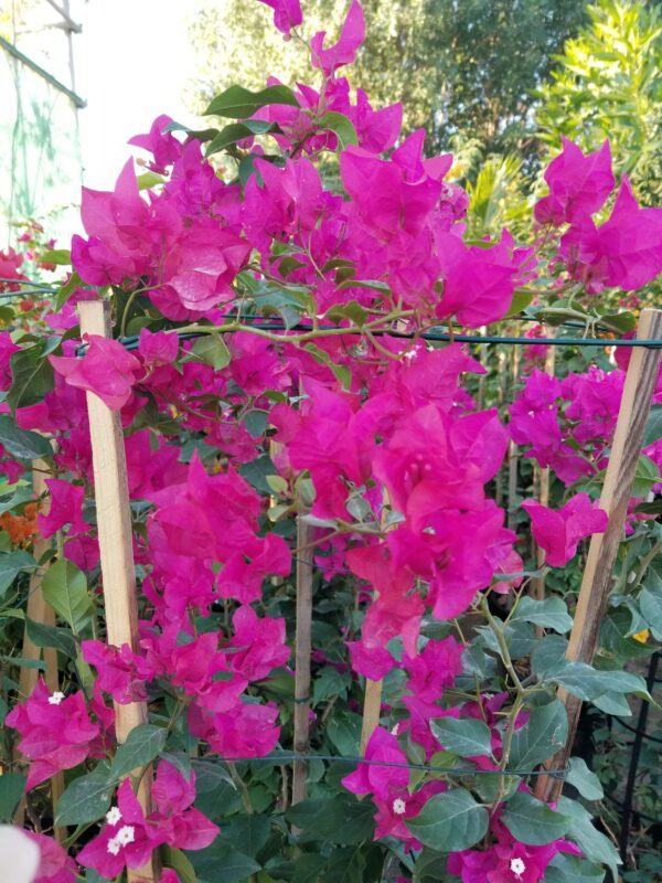 Bougainvillea Glabra Pink Flower 160cm