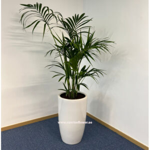 Kentia Palm Howea forsteriana plant