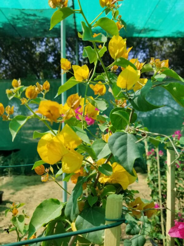 Bougainvillea Yellow flower