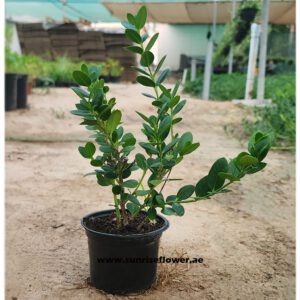 Carissa Grandiflora | Natal Plum | Ground Cover | Shrub