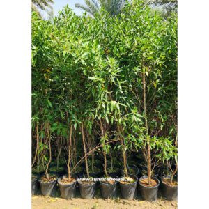 Conocarpus | Damas Tree