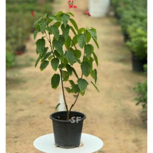 Jatropha Red Flower Plant