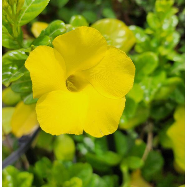 Mandevilla Creeper Yellow Flower Plant 90cm - 100cm
