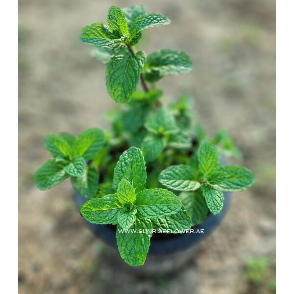 Mint Plant | Herbs
