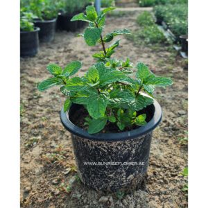 Mint Plant | Herbs