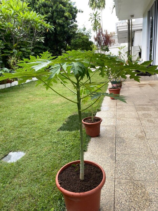 Papaya Fruit Plant
