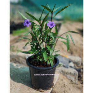 Ruellia Ciliosa Purple 6L pot | Wild Petunia purple flower Outdoor Plants