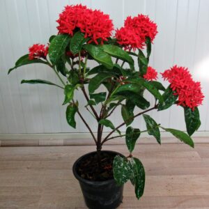 Ixora Coccinea Red | Jungle geranium