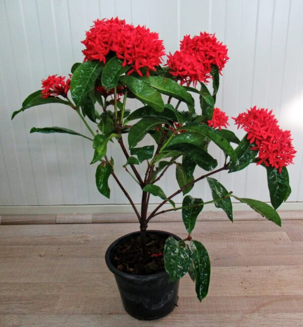 Ixora Coccinea Red | Jungle geranium